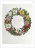 Christmas Roses by Pierre Joseph Redouté