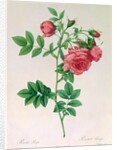 Rosa Rapa by Pierre Joseph Redouté