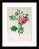 Rosa Rapa by Pierre Joseph Redouté