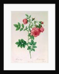 Rosa Rapa by Pierre Joseph Redouté
