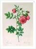 Rosa Rapa by Pierre Joseph Redouté