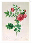 Rosa Rapa by Pierre Joseph Redouté