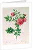 Rosa Rapa by Pierre Joseph Redouté