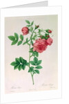 Rosa Rapa by Pierre Joseph Redouté