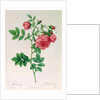 Rosa Rapa by Pierre Joseph Redouté