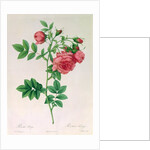 Rosa Rapa by Pierre Joseph Redouté