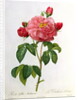 Rosa Gallica Aurelianensis by Pierre Joseph Redoute