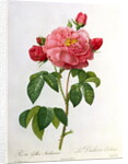 Rosa Gallica Aurelianensis by Pierre Joseph Redoute