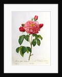 Rosa Gallica Aurelianensis by Pierre Joseph Redoute