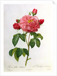 Rosa Gallica Aurelianensis by Pierre Joseph Redoute