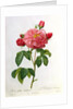 Rosa Gallica Aurelianensis by Pierre Joseph Redoute