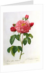 Rosa Gallica Aurelianensis by Pierre Joseph Redoute