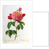 Rosa Gallica Aurelianensis by Pierre Joseph Redoute