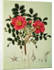 Rosa rugosa by Joseph Gerhard Zuccarini