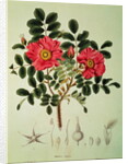 Rosa rugosa by Joseph Gerhard Zuccarini