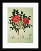 Rosa rugosa by Joseph Gerhard Zuccarini