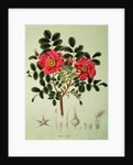 Rosa rugosa by Joseph Gerhard Zuccarini