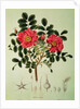 Rosa rugosa by Joseph Gerhard Zuccarini