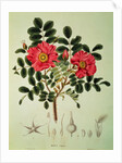 Rosa rugosa by Joseph Gerhard Zuccarini