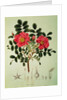 Rosa rugosa by Joseph Gerhard Zuccarini
