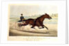 The King of the Turf, 'St. Julien', driven by Orrin A. Hickok, 1880 by N. and Ives J.M. (1824-95) Currier