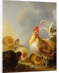 A Group of Farmyard Fowl, 1643 by Gysbert Hondecoeter