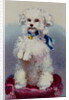 Poodle with blue ribbon by English School