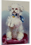 Poodle with blue ribbon by English School