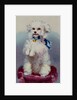 Poodle with blue ribbon by English School