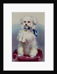 Poodle with blue ribbon by English School