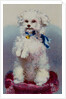 Poodle with blue ribbon by English School