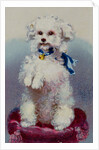 Poodle with blue ribbon by English School
