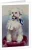Poodle with blue ribbon by English School