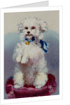 Poodle with blue ribbon by English School