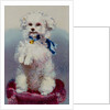 Poodle with blue ribbon by English School