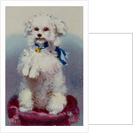 Poodle with blue ribbon by English School