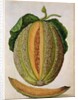 Melon, c.1568 by Jacques Le Moyne