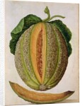 Melon, c.1568 by Jacques Le Moyne