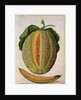 Melon, c.1568 by Jacques Le Moyne