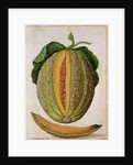 Melon, c.1568 by Jacques Le Moyne