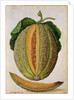 Melon, c.1568 by Jacques Le Moyne