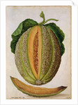 Melon, c.1568 by Jacques Le Moyne