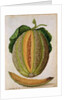 Melon, c.1568 by Jacques Le Moyne