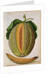 Melon, c.1568 by Jacques Le Moyne