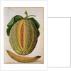 Melon, c.1568 by Jacques Le Moyne