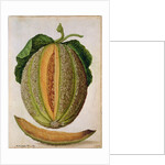 Melon, c.1568 by Jacques Le Moyne