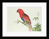 Electus Parrot, on a bamboo shoot, Ch'ien-lung period by Qing Dynasty Chinese School