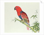 Electus Parrot, on a bamboo shoot, Ch'ien-lung period by Qing Dynasty Chinese School