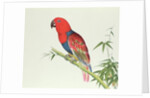 Electus Parrot, on a bamboo shoot, Ch'ien-lung period by Qing Dynasty Chinese School