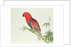 Electus Parrot, on a bamboo shoot, Ch'ien-lung period by Qing Dynasty Chinese School